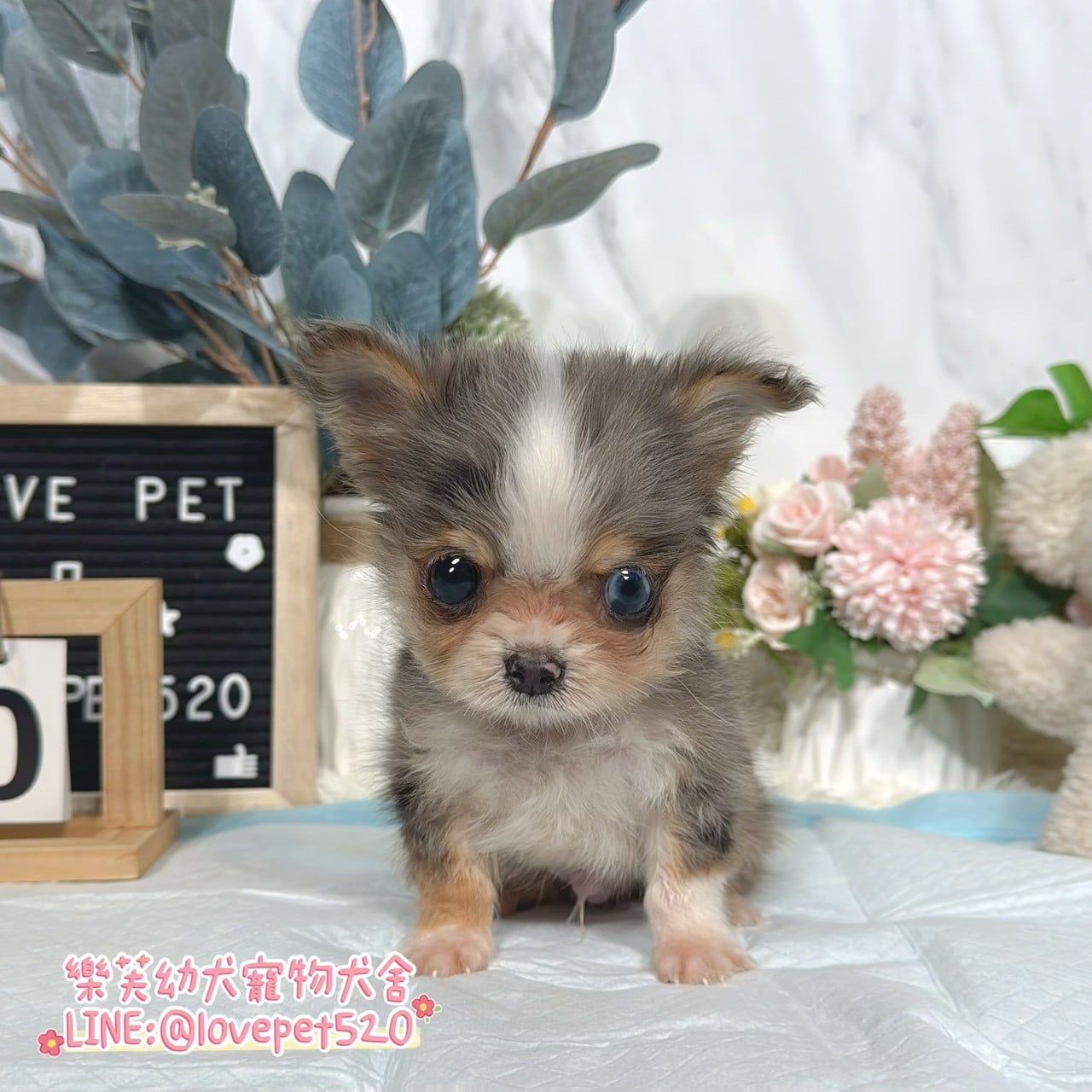吉娃娃-樂芙幼犬寵物犬舍