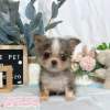 吉娃娃-樂芙幼犬寵物犬舍