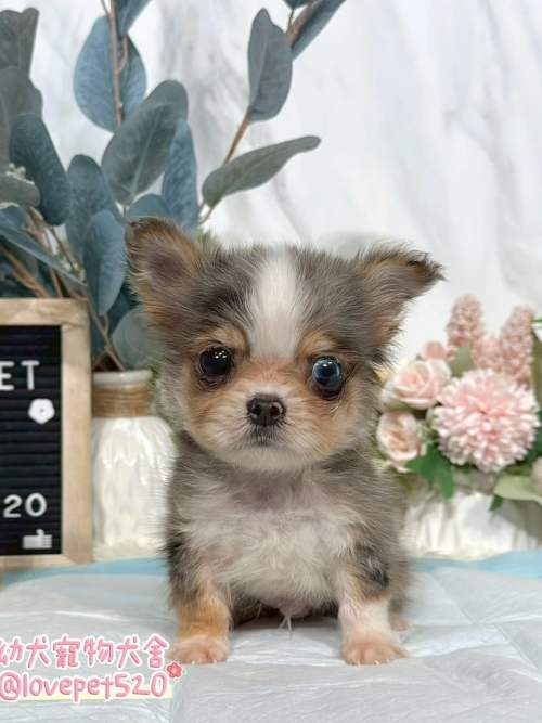 吉娃娃-樂芙幼犬寵物犬舍