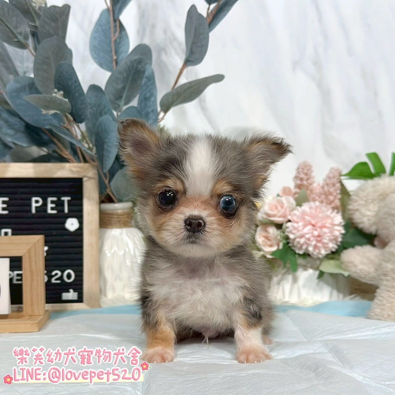 吉娃娃-樂芙幼犬寵物犬舍