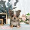 吉娃娃-樂芙幼犬寵物犬舍