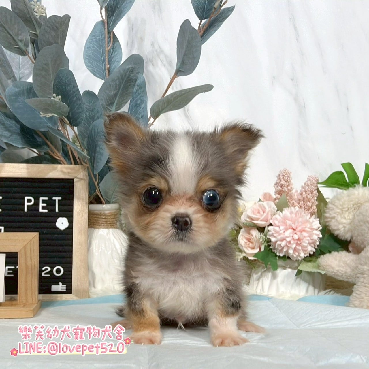 吉娃娃-樂芙幼犬寵物犬舍