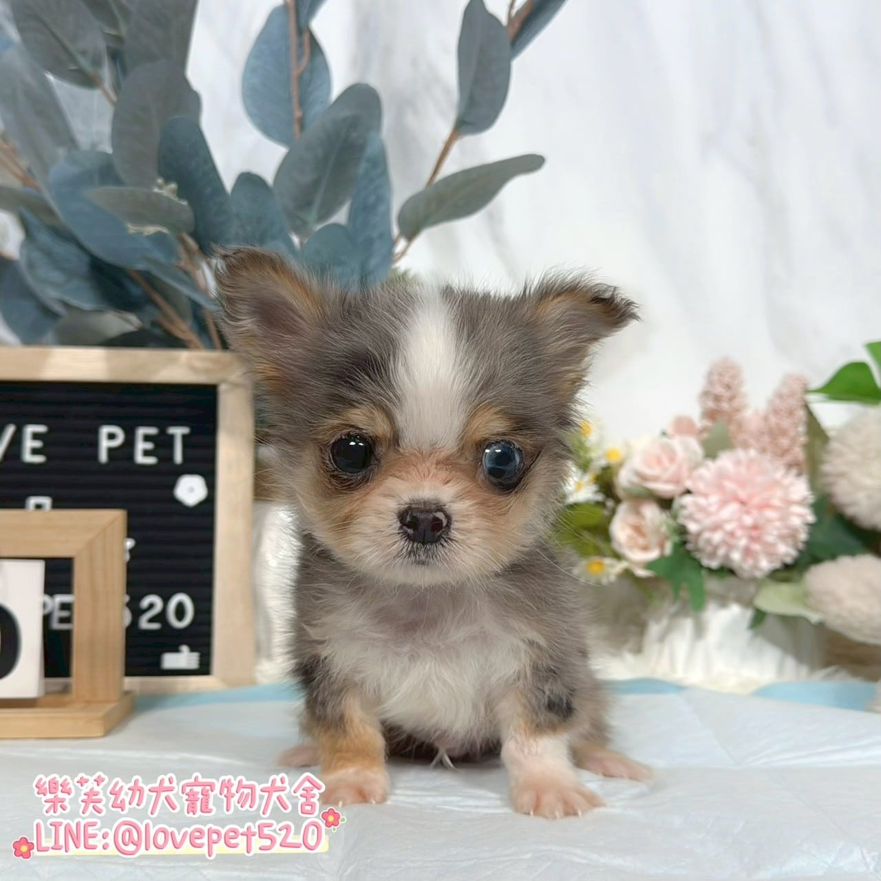 吉娃娃-樂芙幼犬寵物犬舍