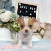 吉娃娃-樂芙幼犬寵物犬舍