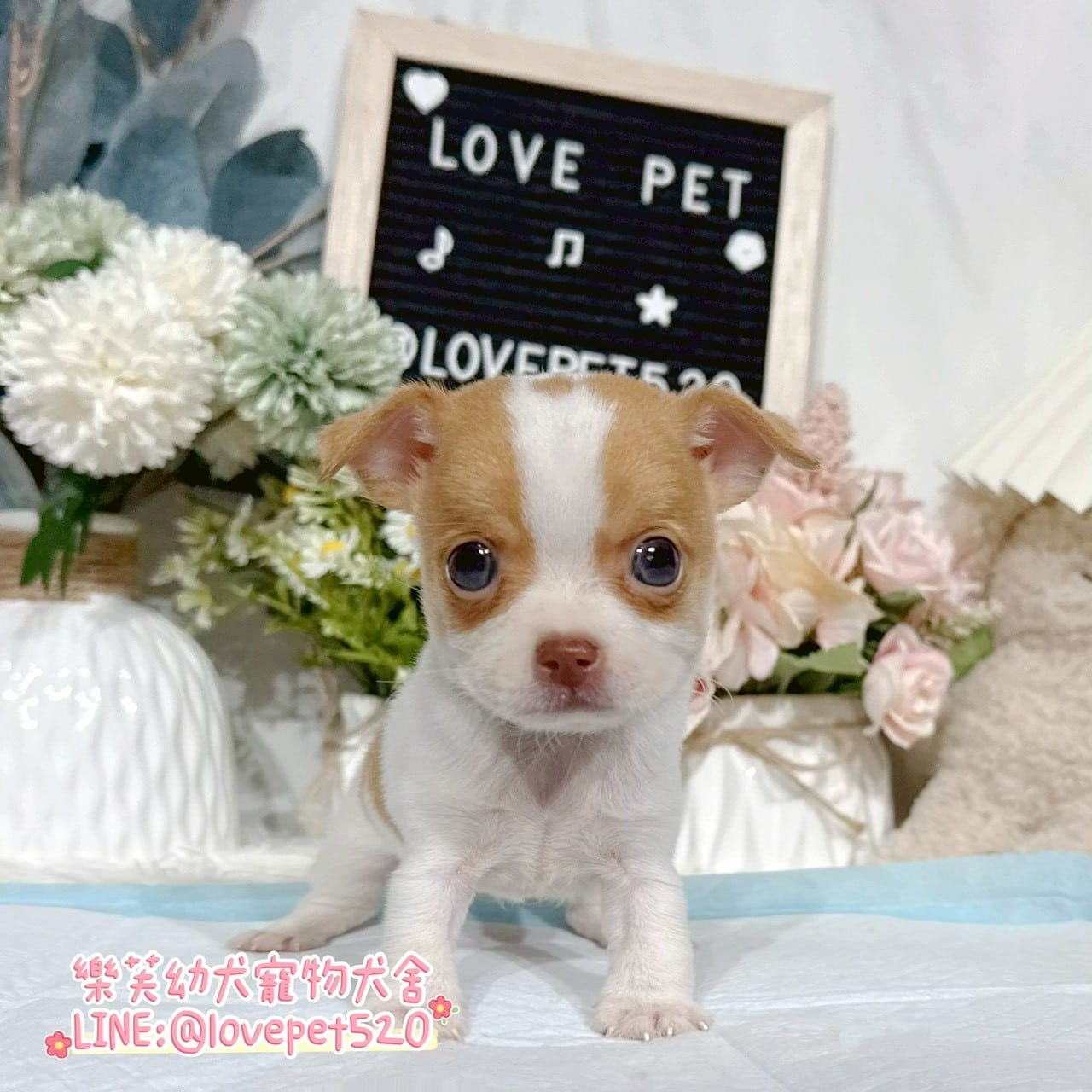 吉娃娃-樂芙幼犬寵物犬舍