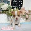 吉娃娃-樂芙幼犬寵物犬舍