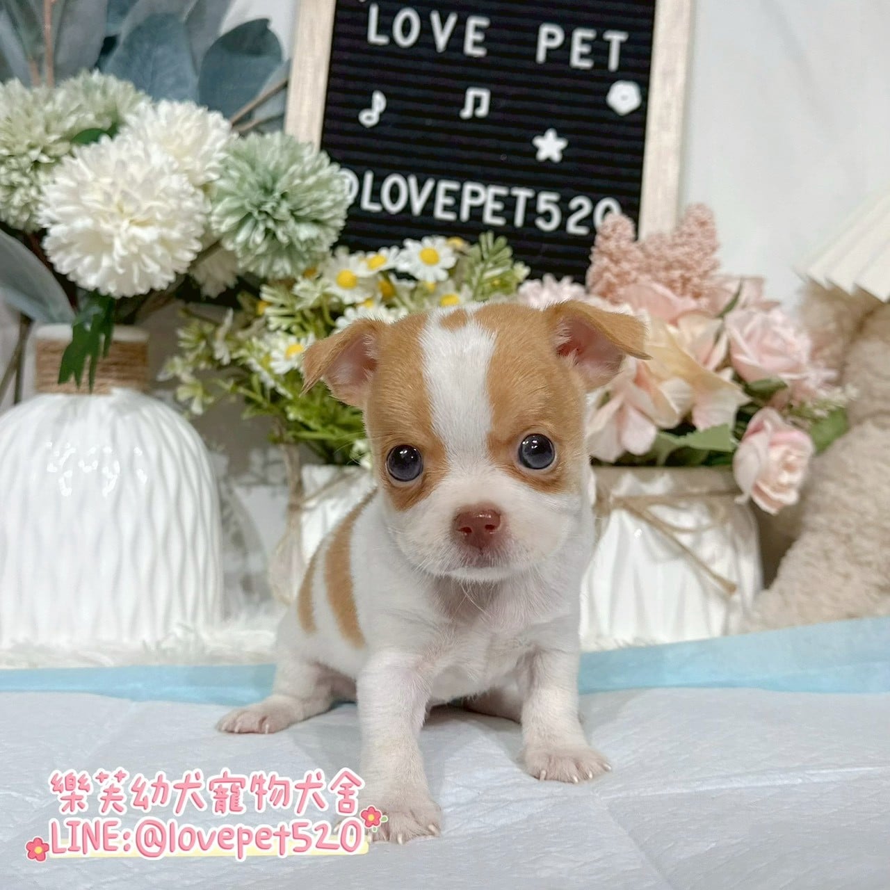 吉娃娃-樂芙幼犬寵物犬舍