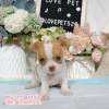 吉娃娃-樂芙幼犬寵物犬舍