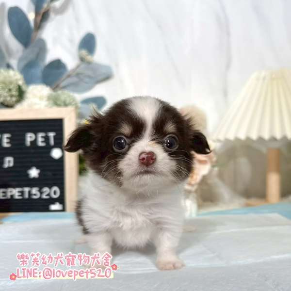 吉娃娃-樂芙幼犬寵物犬舍-台中犬舍,合法犬舍,犬舍推薦,幼犬買賣,買狗推薦