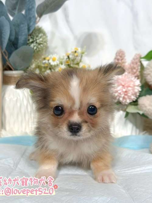 吉娃娃-樂芙幼犬寵物犬舍