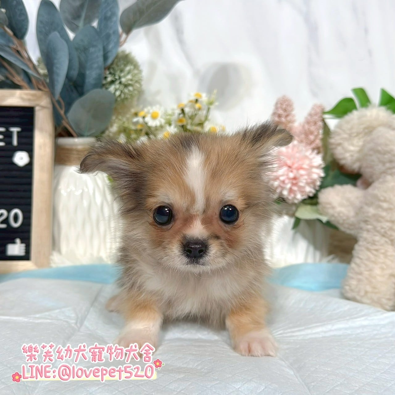 吉娃娃-樂芙幼犬寵物犬舍