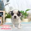 吉娃娃-樂芙幼犬寵物犬舍