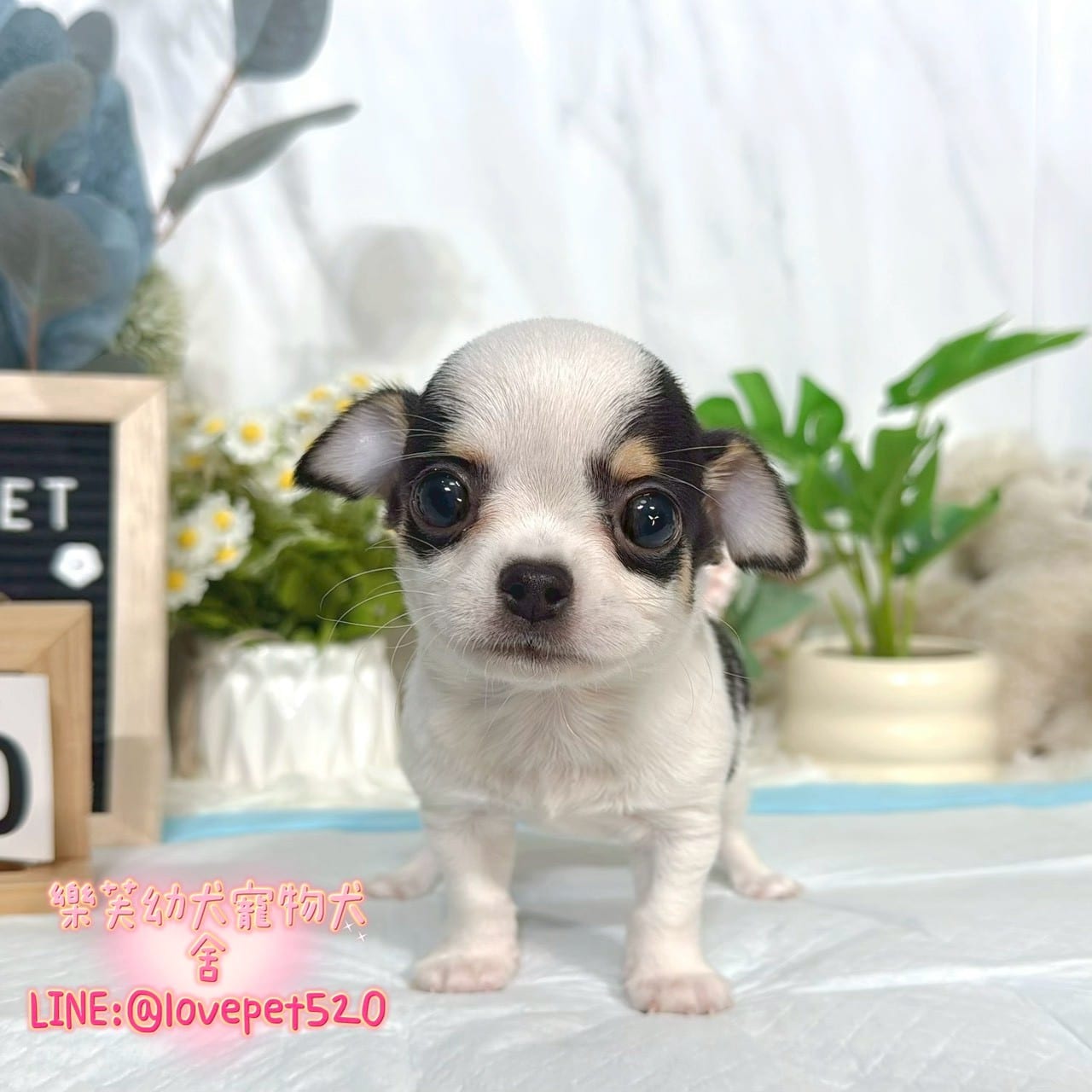 吉娃娃-樂芙幼犬寵物犬舍