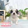 吉娃娃-樂芙幼犬寵物犬舍