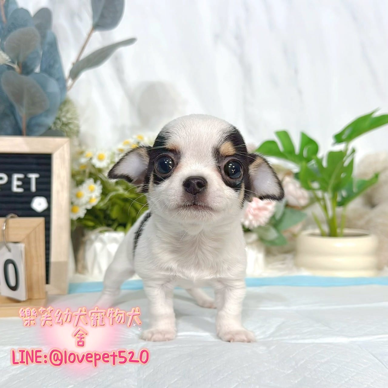 吉娃娃-樂芙幼犬寵物犬舍