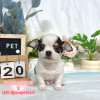 吉娃娃-樂芙幼犬寵物犬舍