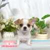 吉娃娃-樂芙幼犬寵物犬舍