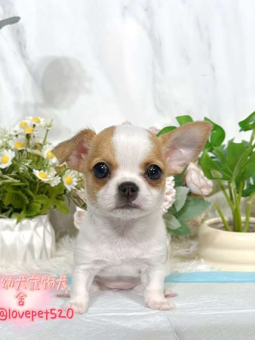 吉娃娃-樂芙幼犬寵物犬舍