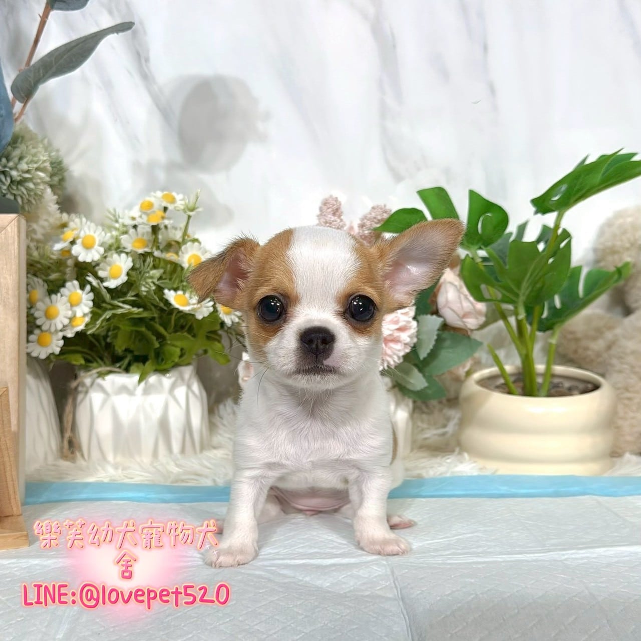 吉娃娃-樂芙幼犬寵物犬舍