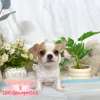 吉娃娃-樂芙幼犬寵物犬舍