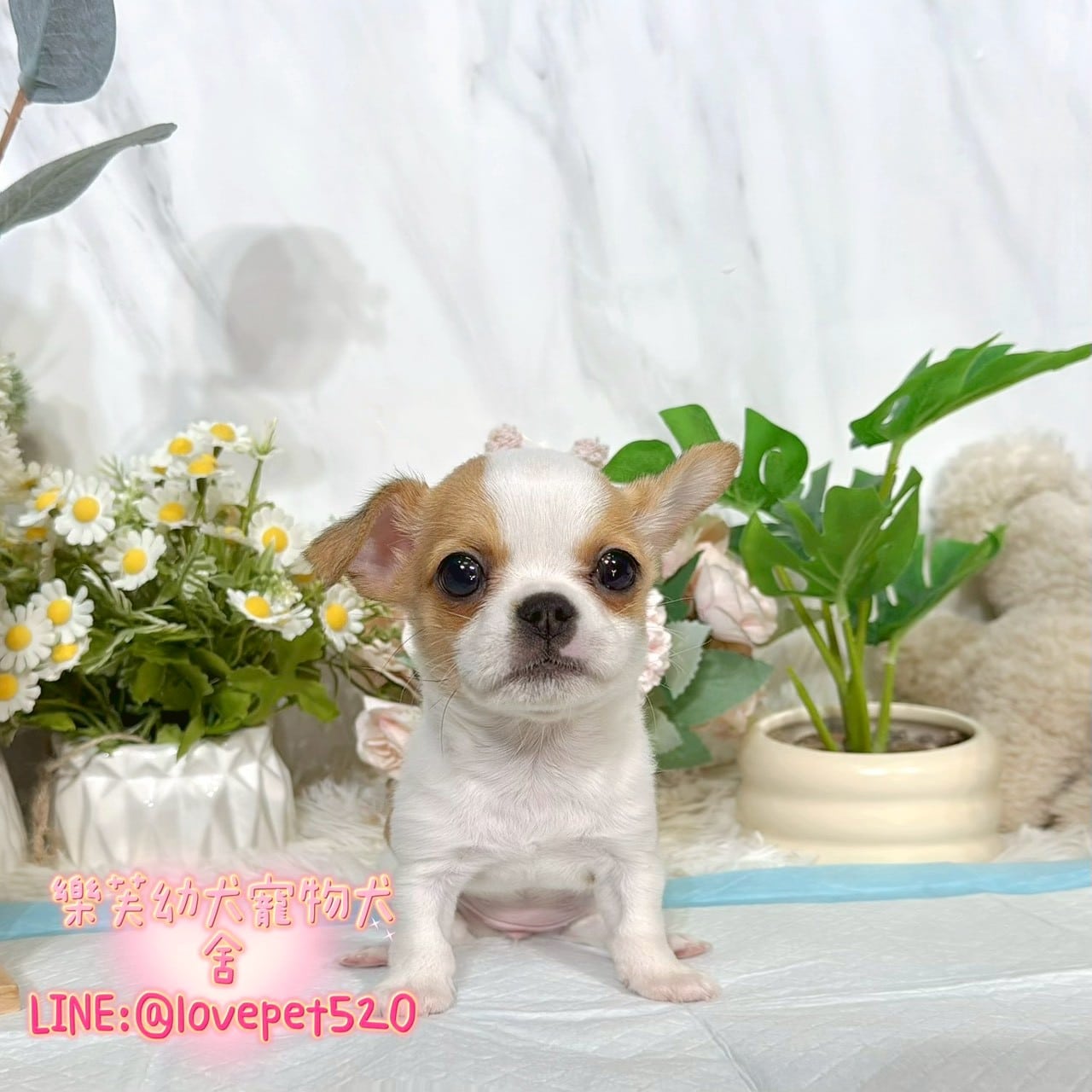 吉娃娃-樂芙幼犬寵物犬舍