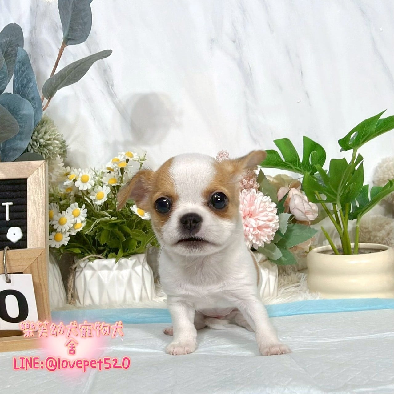 吉娃娃-樂芙幼犬寵物犬舍