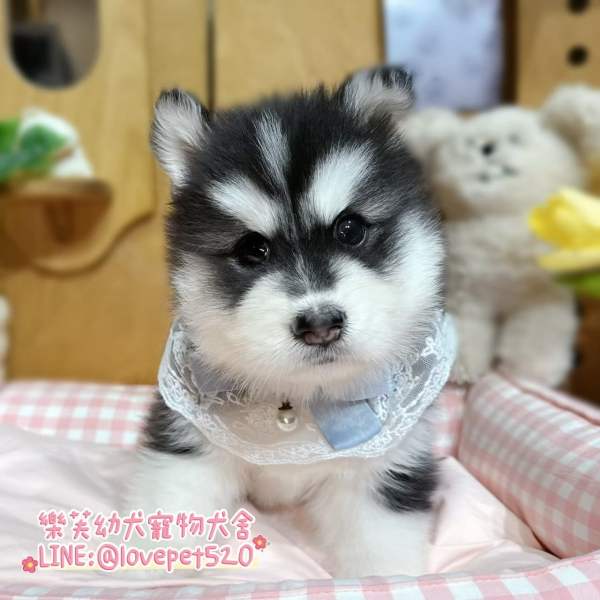 哈士奇幼犬-樂芙幼犬寵物犬舍,台中犬舍,合法犬舍,犬舍推薦,台中幼犬買賣,台中買狗,幼犬買賣推薦