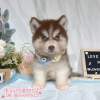 哈士奇-樂芙幼犬寵物犬舍