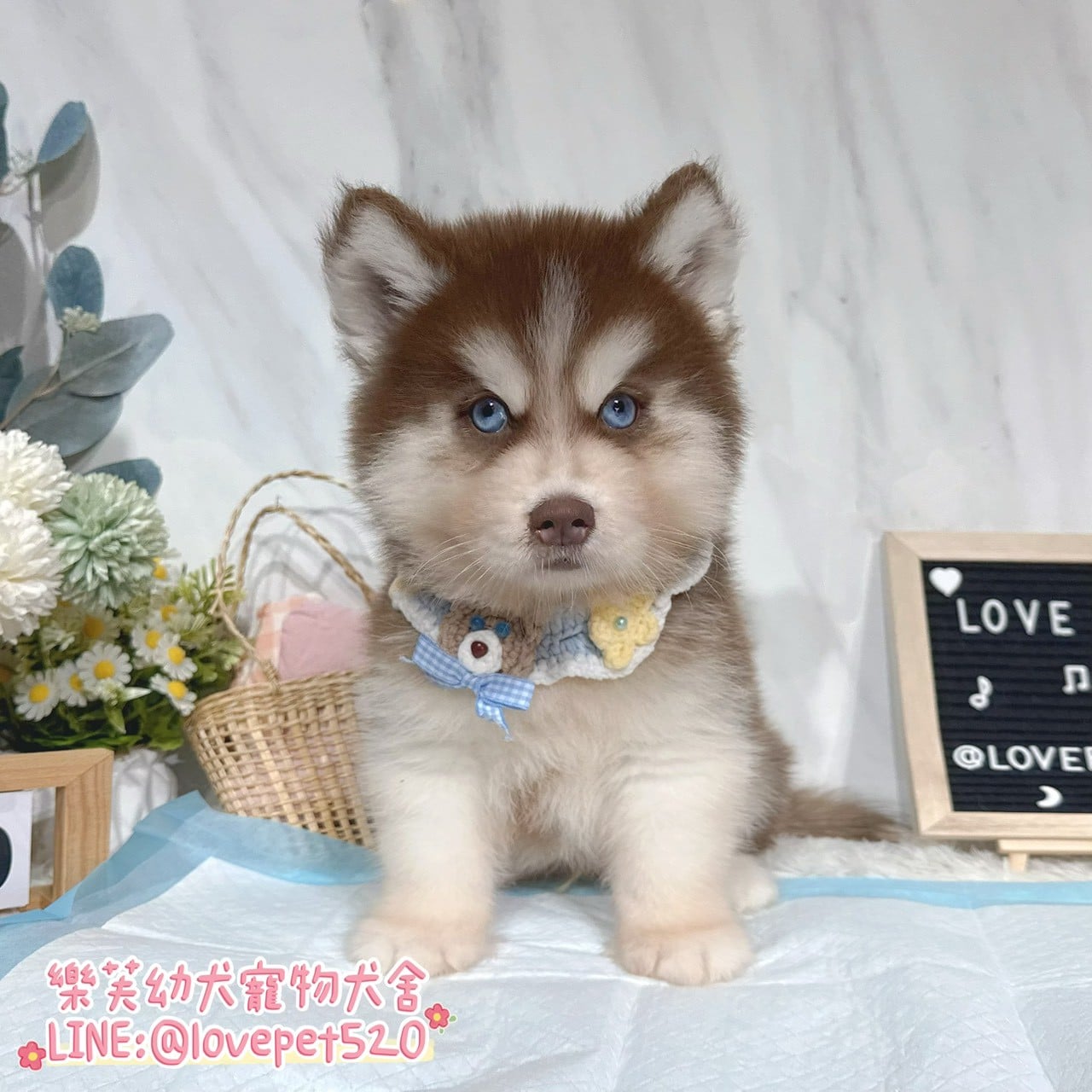 哈士奇-樂芙幼犬寵物犬舍