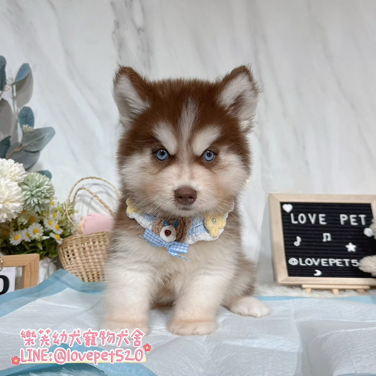 哈士奇-樂芙幼犬寵物犬舍