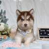 哈士奇-樂芙幼犬寵物犬舍