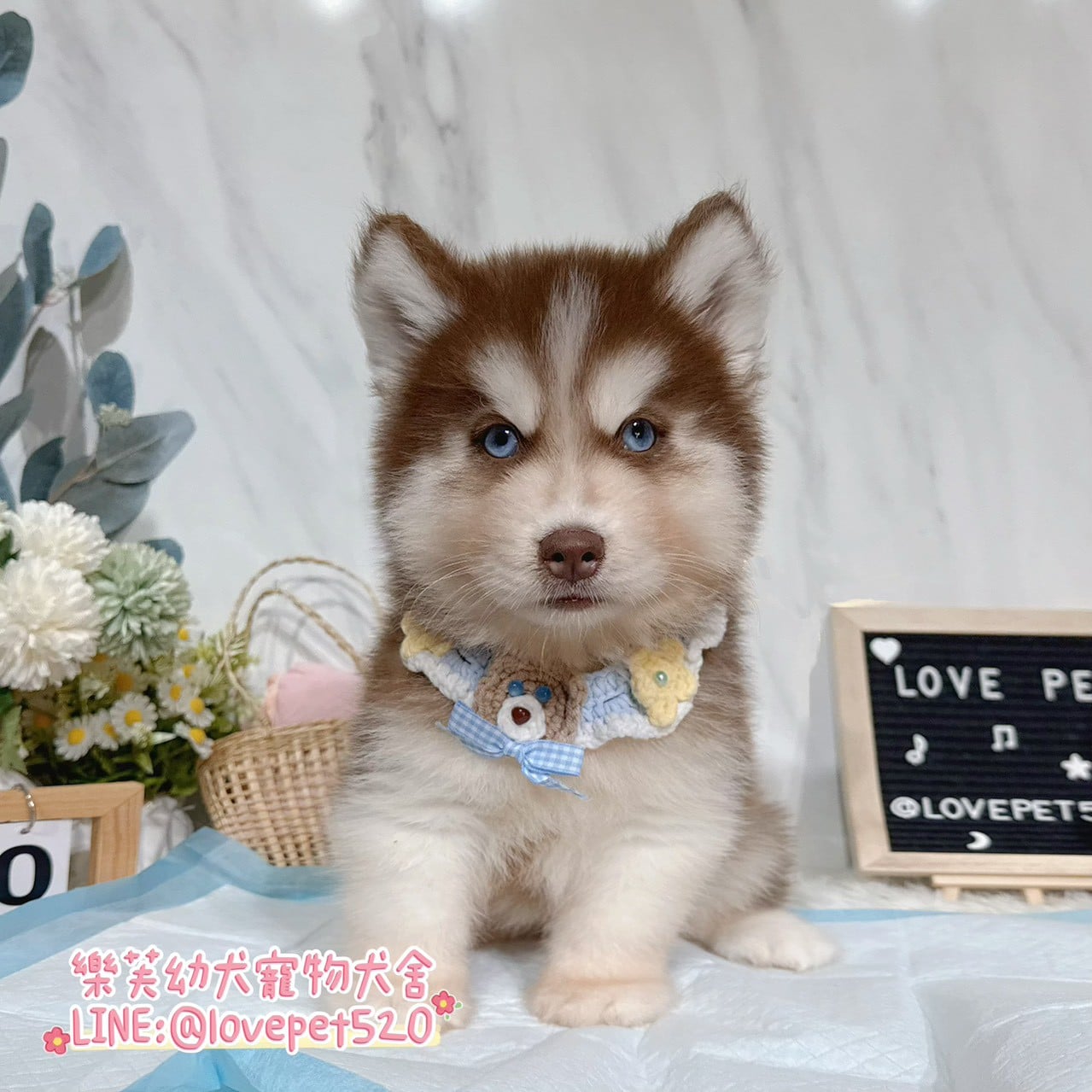 哈士奇-樂芙幼犬寵物犬舍