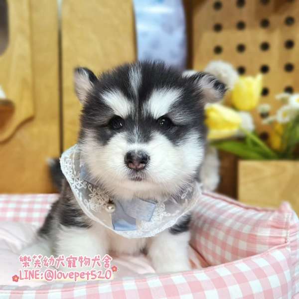 哈士奇幼犬-樂芙幼犬寵物犬舍,台中犬舍,合法犬舍,犬舍推薦,台中幼犬買賣,台中買狗,幼犬買賣推薦