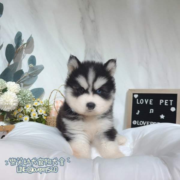 哈士奇幼犬-樂芙幼犬寵物犬舍,台中犬舍,合法犬舍,犬舍推薦,台中幼犬買賣,台中買狗,幼犬買賣推薦 哈士奇幼犬-樂芙幼犬寵物犬舍,台中犬舍,合法犬舍,犬舍推薦,台中幼犬買賣,台中買狗,幼犬買賣推薦