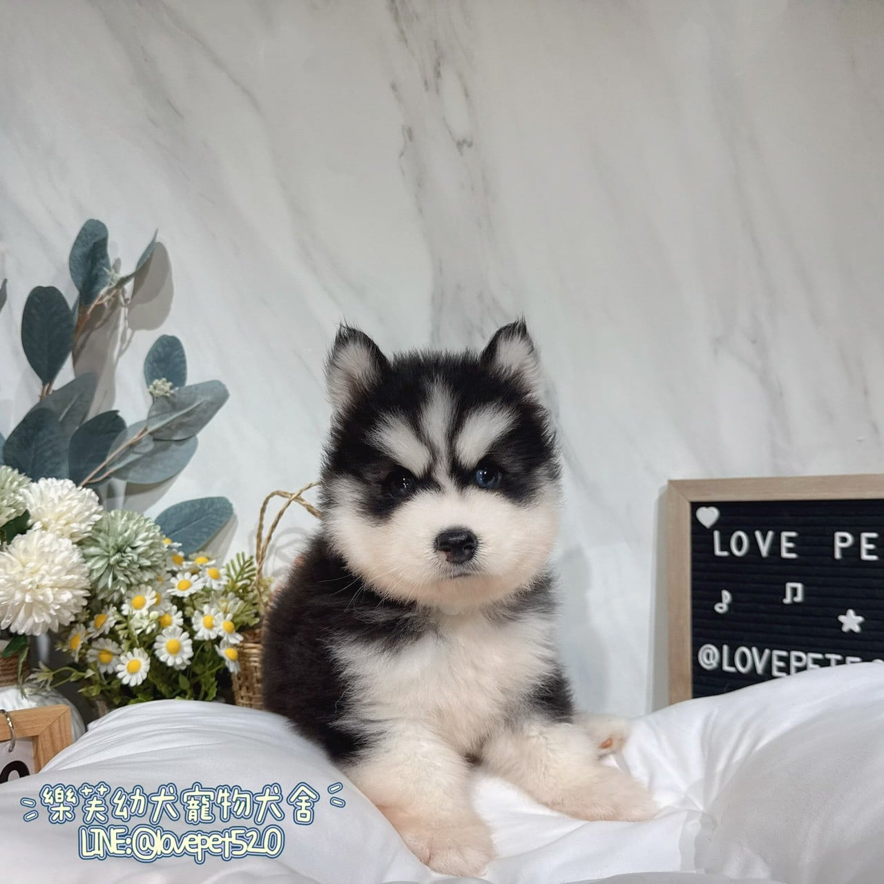 哈士奇-樂芙幼犬寵物犬舍
