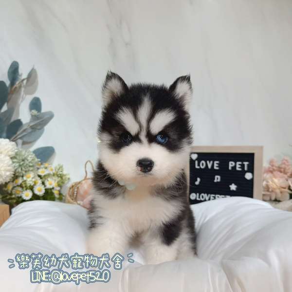 哈士奇幼犬-樂芙幼犬寵物犬舍,台中犬舍,合法犬舍,犬舍推薦,台中幼犬買賣,台中買狗,幼犬買賣推薦 哈士奇幼犬-樂芙幼犬寵物犬舍,台中犬舍,合法犬舍,犬舍推薦,台中幼犬買賣,台中買狗,幼犬買賣推薦