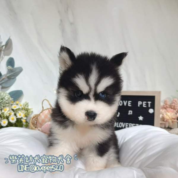 哈士奇幼犬-樂芙幼犬寵物犬舍,台中犬舍,合法犬舍,犬舍推薦,台中幼犬買賣,台中買狗,幼犬買賣推薦 哈士奇幼犬-樂芙幼犬寵物犬舍,台中犬舍,合法犬舍,犬舍推薦,台中幼犬買賣,台中買狗,幼犬買賣推薦