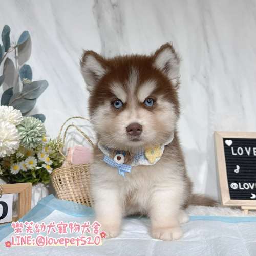 哈士奇幼犬-樂芙幼犬寵物犬舍,台中犬舍,合法犬舍,犬舍推薦,台中幼犬買賣,台中買狗,幼犬買賣推薦