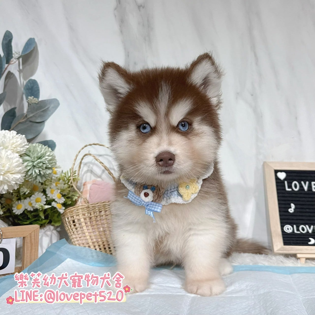 哈士奇-樂芙幼犬寵物犬舍