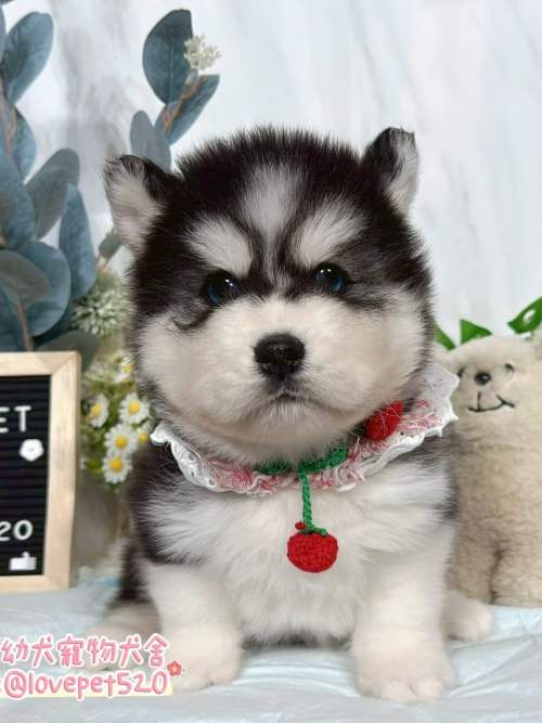 哈士奇-樂芙幼犬寵物犬舍