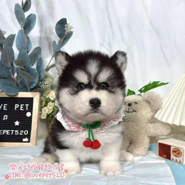 哈士奇-樂芙幼犬寵物犬舍-台中犬舍,合法犬舍,犬舍推薦,幼犬買賣,買狗推薦