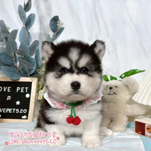 哈士奇-樂芙幼犬寵物犬舍-台中犬舍,合法犬舍,犬舍推薦,幼犬買賣,買狗推薦