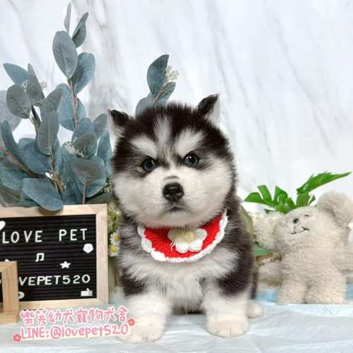 哈士奇幼犬出售-樂芙幼犬寵物犬舍