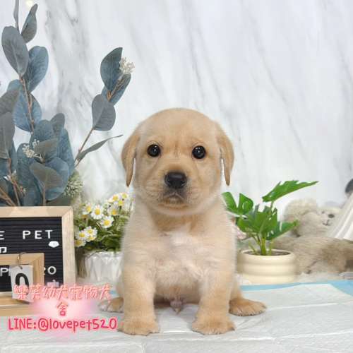 拉布拉多幼犬-樂芙犬舍
