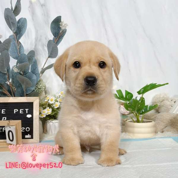 拉布拉多幼犬-樂芙犬舍 拉布拉多幼犬-樂芙犬舍