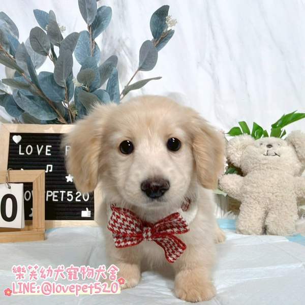 臘腸狗-樂芙幼犬寵物犬舍-台中犬舍,合法犬舍,犬舍推薦,幼犬買賣,買狗推薦