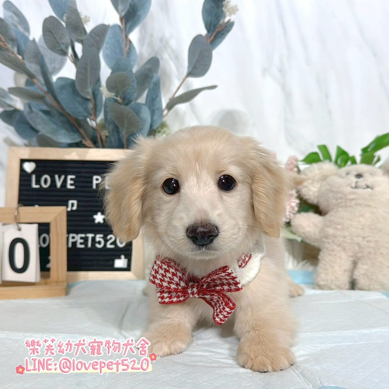 臘腸狗-樂芙幼犬寵物犬舍-台中犬舍,合法犬舍,犬舍推薦,推薦犬舍,買狗推薦,專業犬舍,優良犬舍