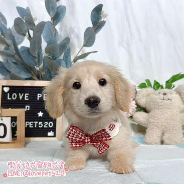 臘腸狗-樂芙幼犬寵物犬舍-台中犬舍,合法犬舍,犬舍推薦,幼犬買賣,買狗推薦