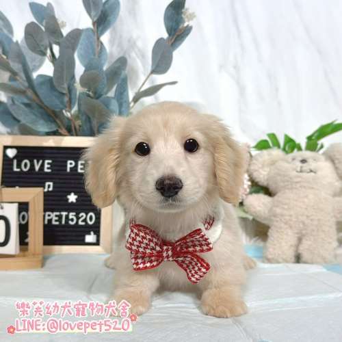 臘腸狗幼犬-樂芙幼犬寵物犬舍 臘腸狗幼犬-樂芙幼犬寵物犬舍