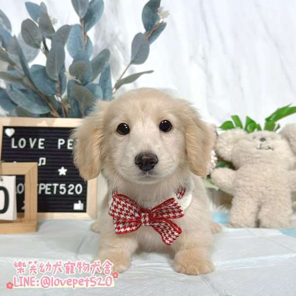 臘腸狗-樂芙幼犬寵物犬舍-台中犬舍,合法犬舍,犬舍推薦,幼犬買賣,買狗推薦